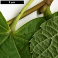 SpeciesSub: subsp. cordifolia